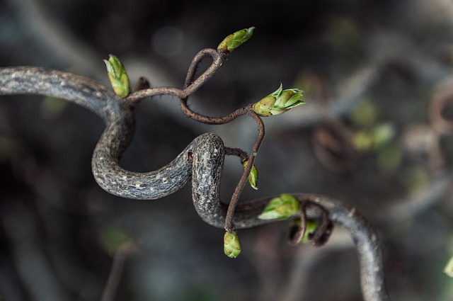 tree-640x480-9969230.jpeg
