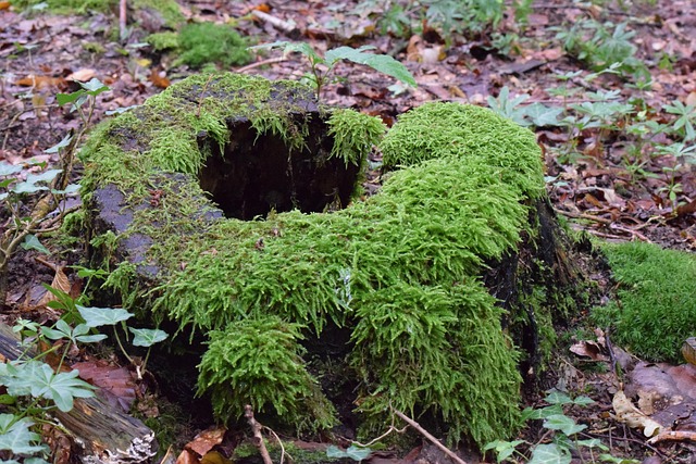 tree stump