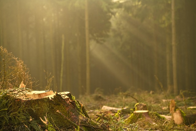 Carrollton TX Stump Grinding: Find Top-Certified Professionals for Efficient Tree Removal