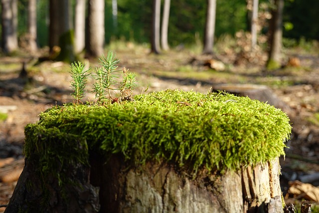 tree stump