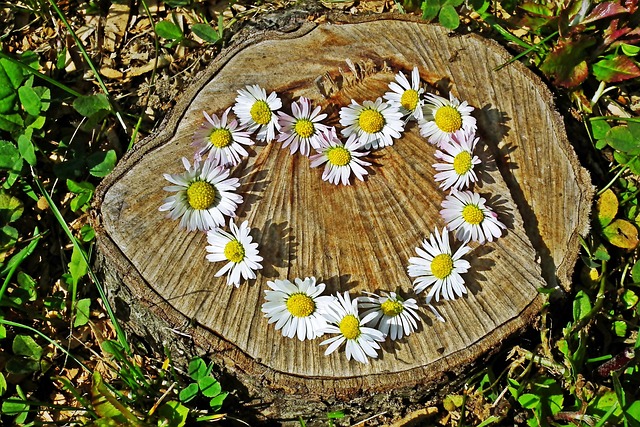 tree stump