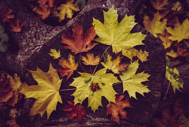 tree-stump-640x480-92293950.jpeg