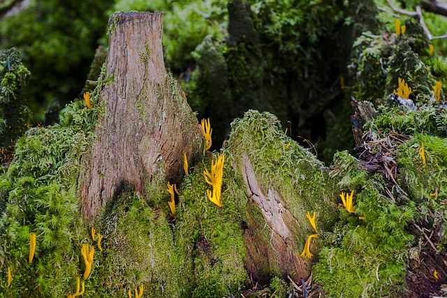 tree stump