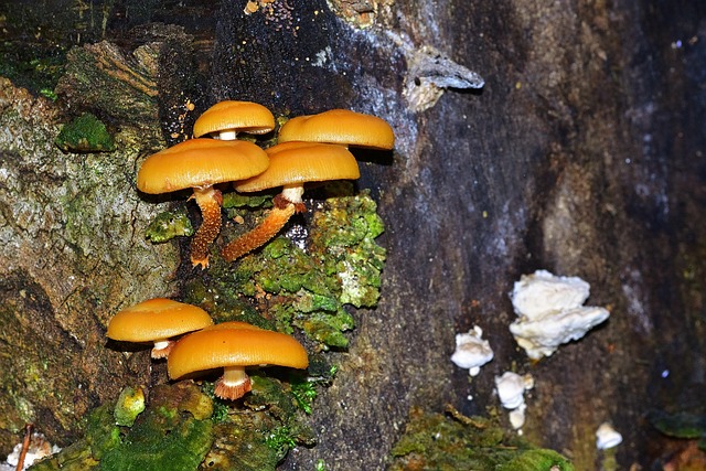 tree stump