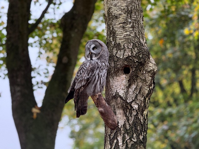 Tree Surgeon Allen TX: Expert Care for Healthy Ecosystems