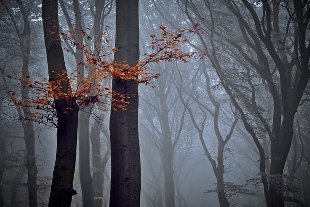 Garland TX Tree Maintenance: Expert Care for Healthy Trees