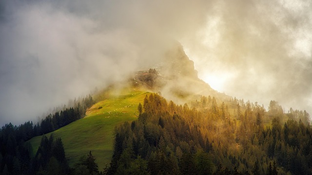 trees-640x480-35482530.jpeg