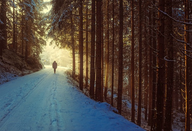 trees-640x480-3552554.jpeg