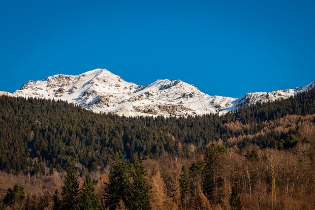 trees-640x480-3554774.jpeg