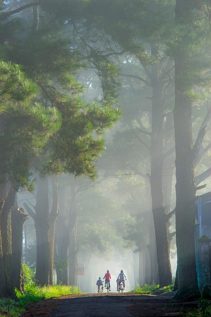 trees
