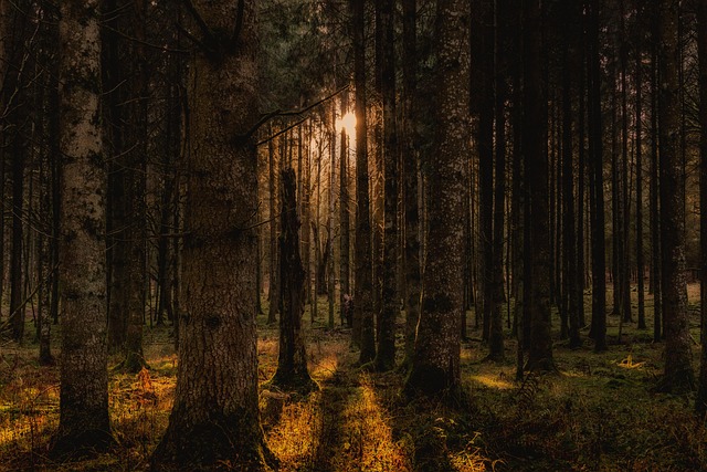 trees-640x480-44288806.jpeg