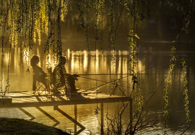 trees-640x480-8644167.jpeg