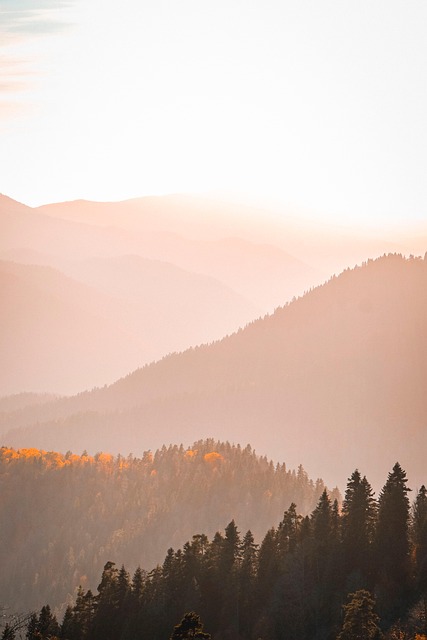 trees-640x480-87126305.jpeg