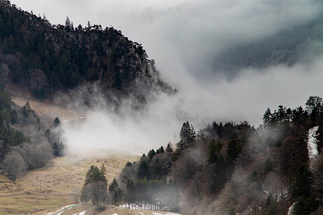trees-640x480-95471557.jpeg