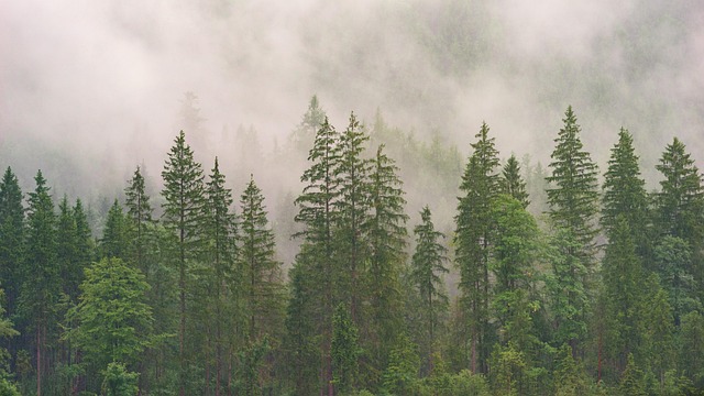 trees-640x480-97458370.jpeg