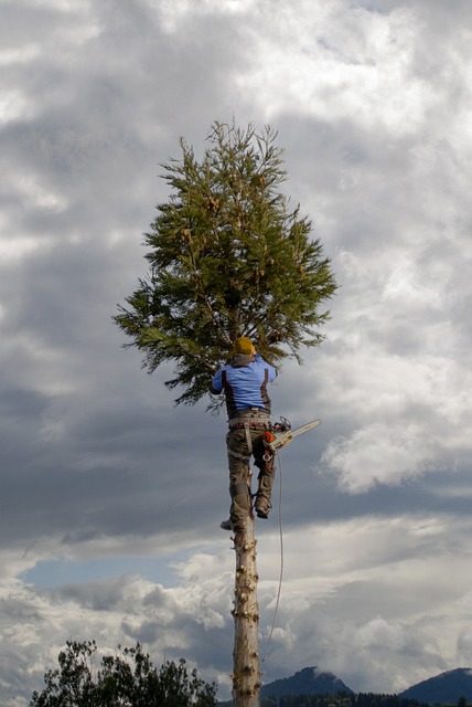 arborist lewisville tx