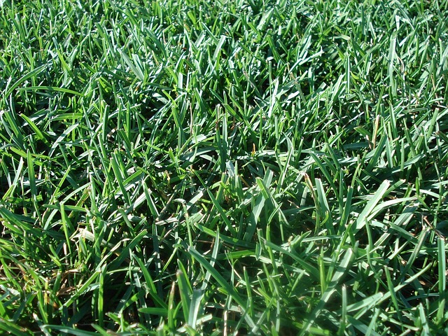 artificial turf