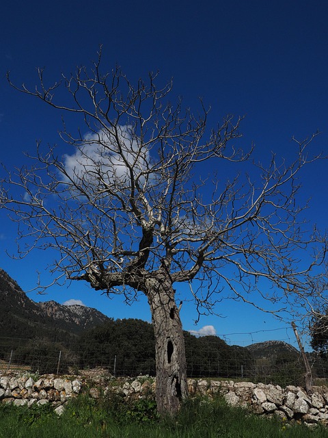 Free Estimates for Dead Tree Removal in Carrollton, TX: Navigating Safety and Expertise
