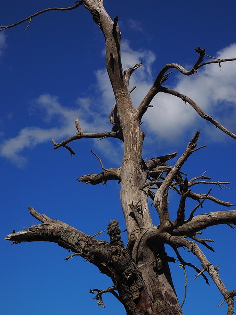 dead tree removal carrollton tx