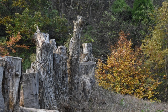 dead-tree-removal-lewisville-tx-640x480-19531963.jpeg
