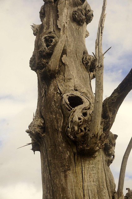 dead tree removal lewisville tx