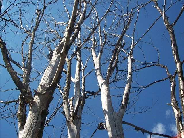 dead tree removal lewisville tx