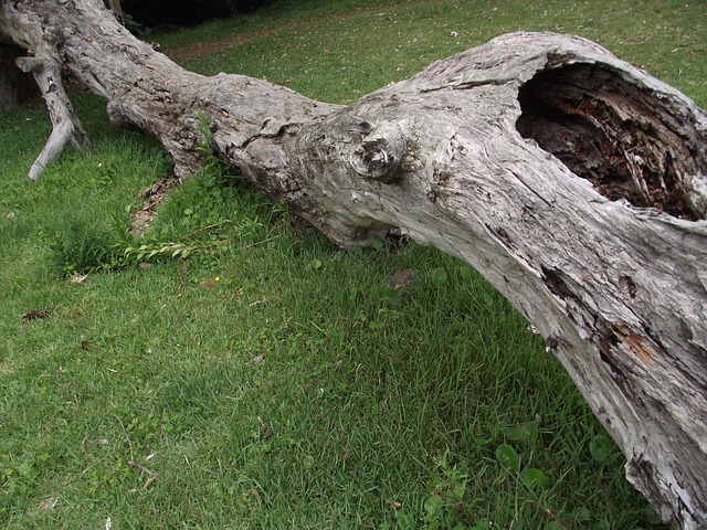 dead tree removal lewisville tx