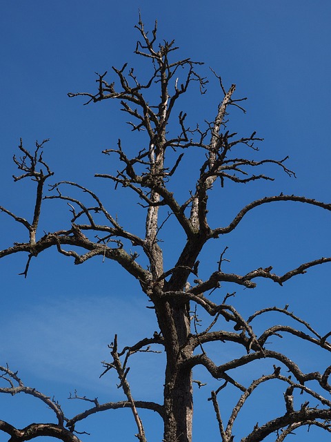 dead tree removal lewisville tx