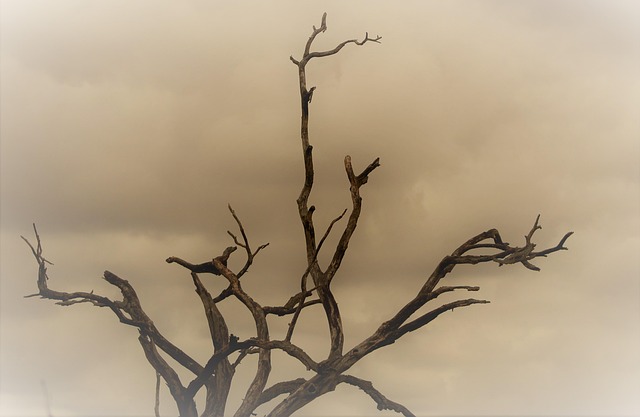 dead tree removal lewisville tx