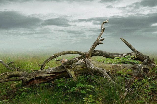 dead-tree-removal-lewisville-tx-640x480-71995591.jpeg