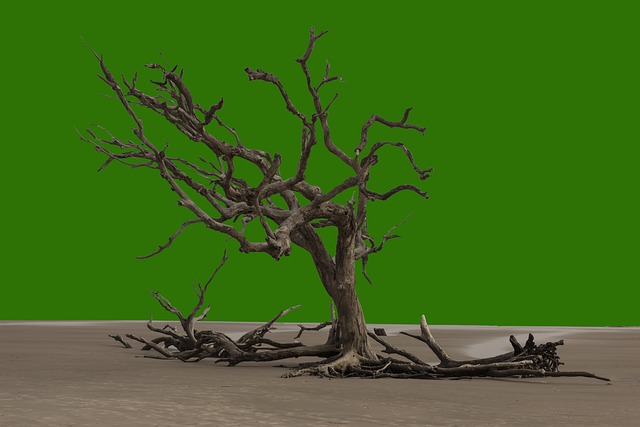 dead tree removal lewisville tx