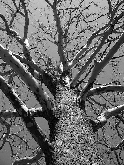 dead tree removal lewisville tx