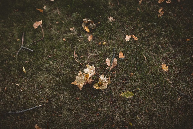 Emergency Tree Removal Lewisville TX: When Professionals Are Your Best Bet
