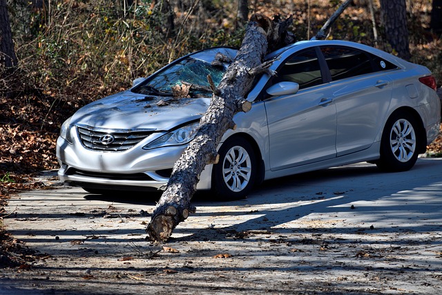 hazardous tree removal carrollton tx