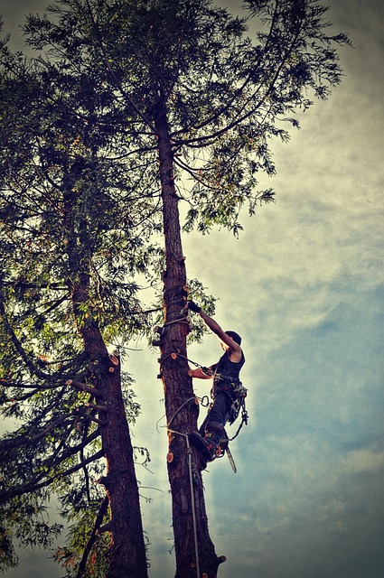 hazardous tree removal carrollton tx