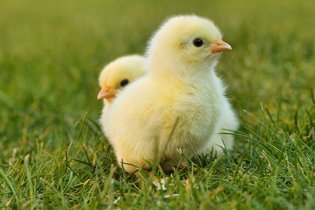 lawn-640x480-43075681.jpeg