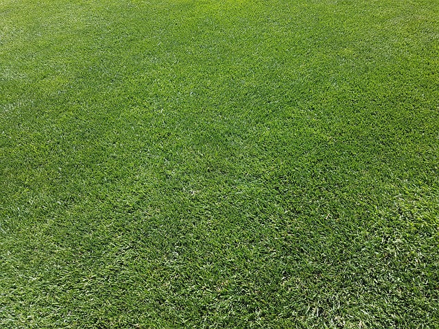 lawn-640x480-53834918.jpeg