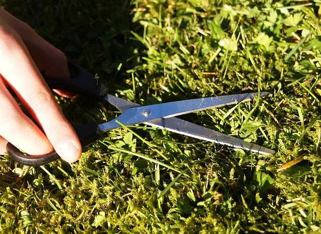 lawn