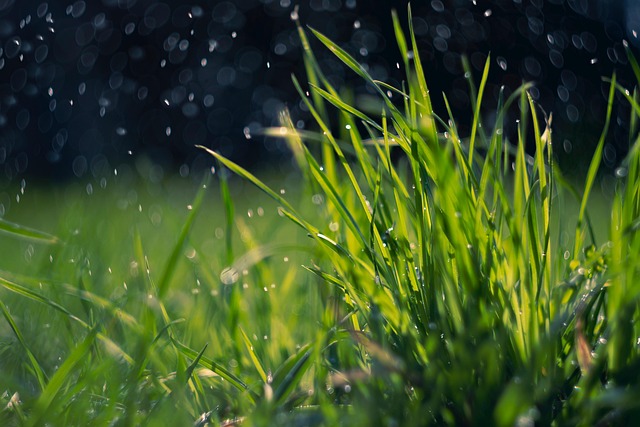 lawn-640x480-65157749.jpeg