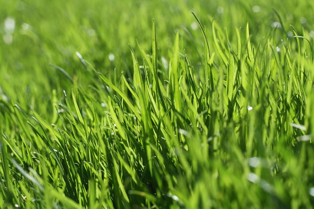 Premium Grass Installation: Enhancing Portland, OR’s Sustainable Landscapes