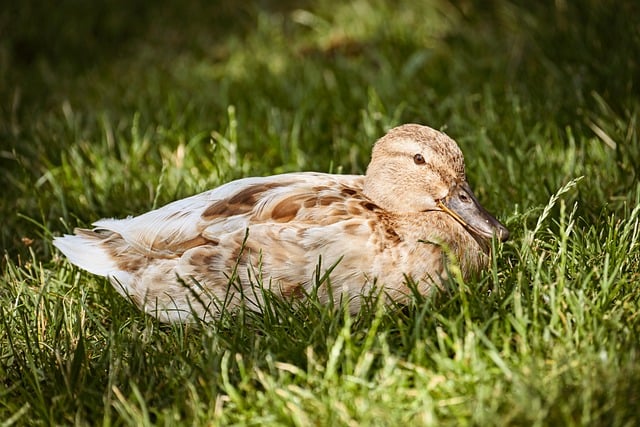 lawn-640x480-78775403.jpeg