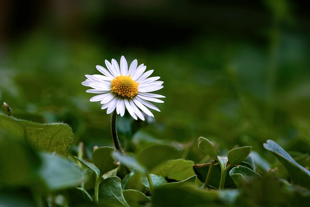 lawn