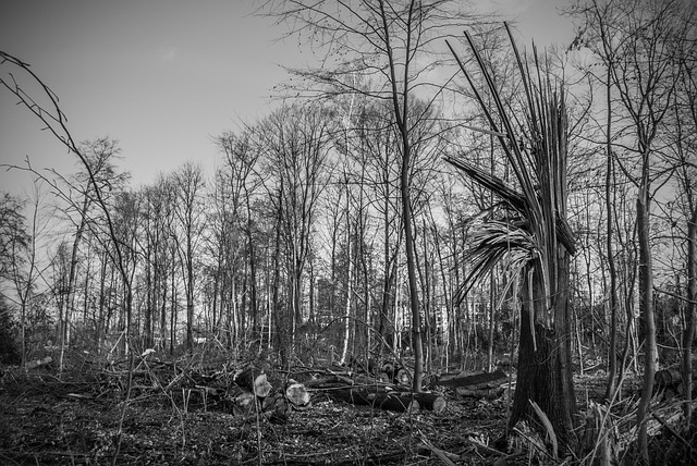 storm damaged tree removal carrollton tx
