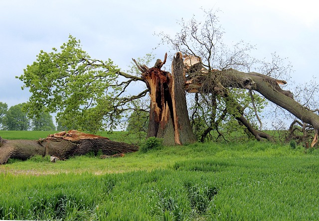 storm damaged tree removal carrollton tx