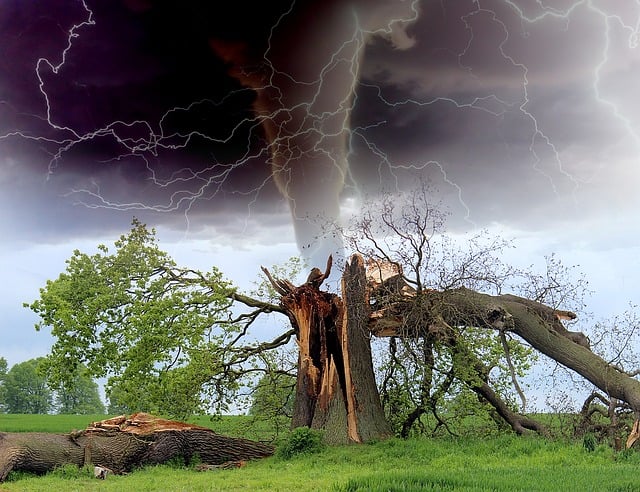 storm damaged tree removal lewisville tx