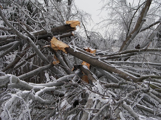 storm-damaged-tree-removal-lewisville-tx-640x480-8582790.jpeg