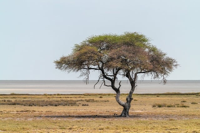 tree