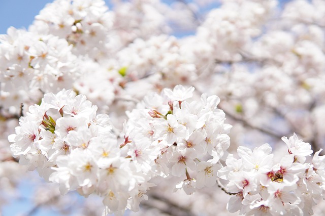 tree-640x480-31844166.jpeg