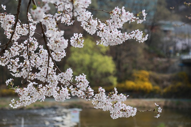 tree-640x480-69352706.jpeg