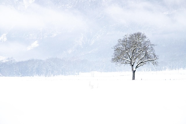 tree
